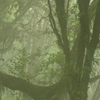 Рододендровый лес
